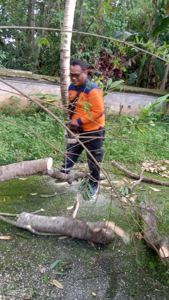 Pohon Tumbang di Banjar Bangkiang Sidem, Desa Penarungan, Kecamatan Mengwi Tanggal 17 Mei 2024